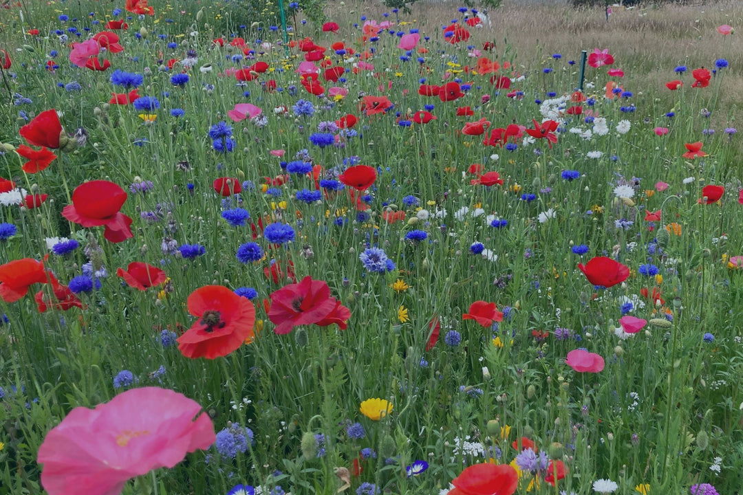 Garden & Pollinator Seeds