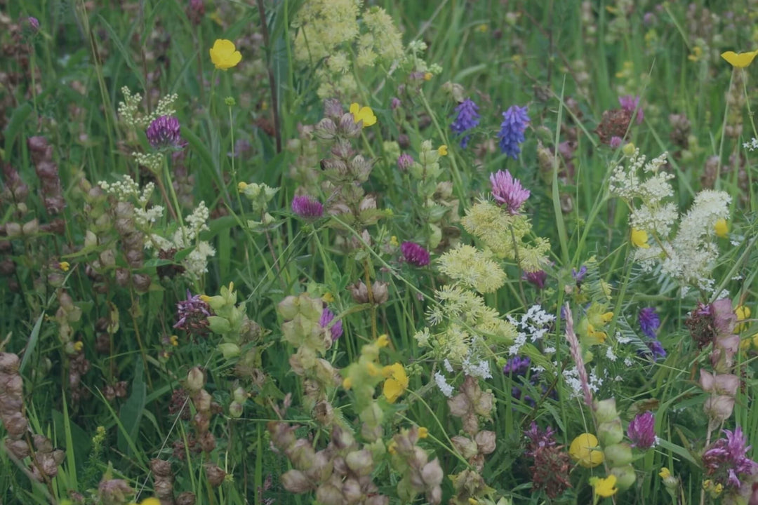 Blooming Native Wildflower Seed