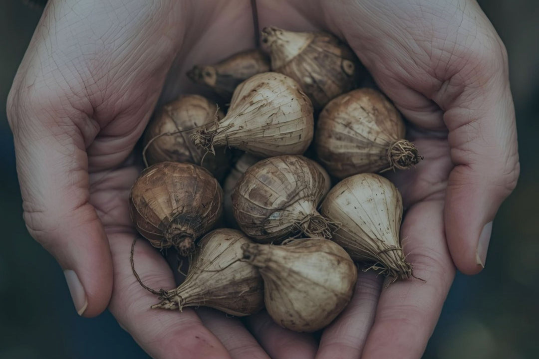 Spring Flowering Bulbs