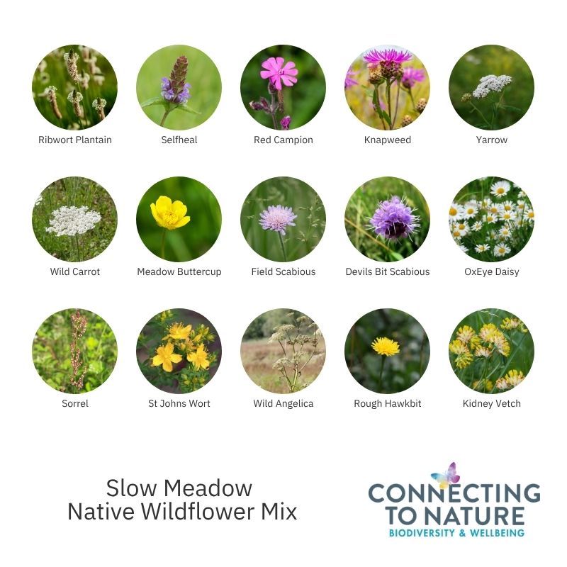 wildflower seeds identification Slow Meadow Mix