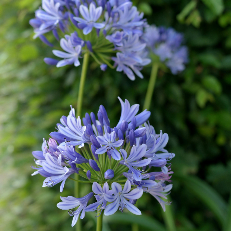 Allied Irish Bulbs Bulbs 1 Root Agapanthus | Dr Brouwer