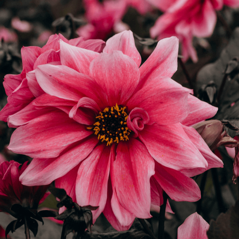 Allied Irish Bulbs Bulbs 1 Tuber Dahlia | Bishop of Leicester