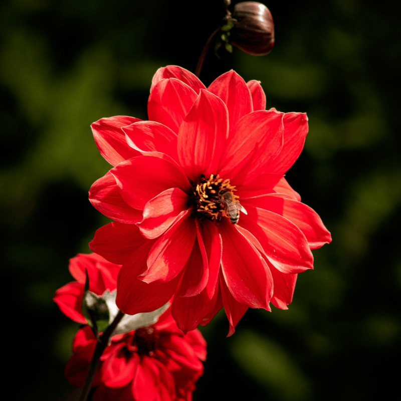Allied Irish Bulbs Bulbs 1 Tuber Dahlia | Bishop of Llandafff