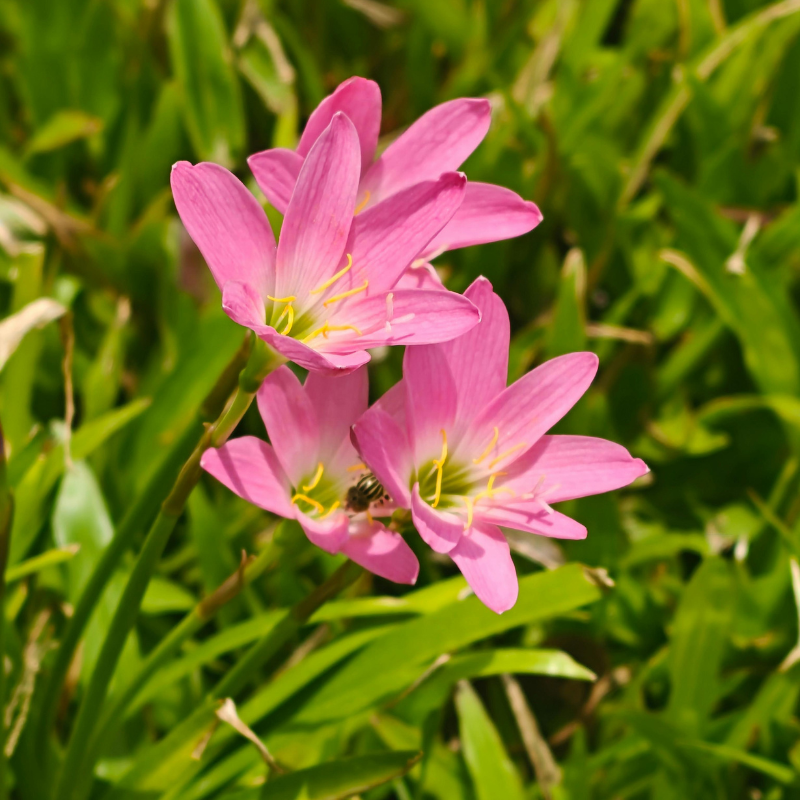 Allied Irish Bulbs Bulbs 10 Bulbs Habranthus Robustus | Pink Rain Lily