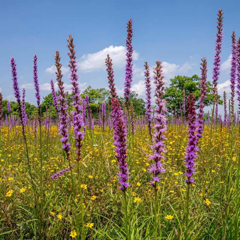 Allied Irish Bulbs Bulbs 10 Corms Liatris Spicata | Blazing Star