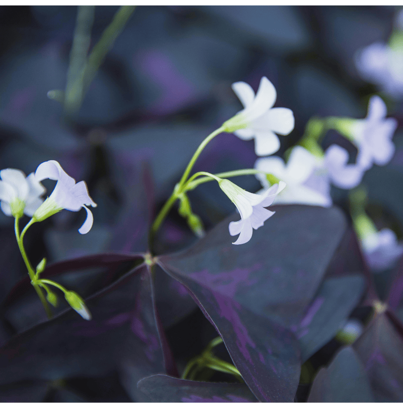 Allied Irish Bulbs Bulbs 10 Corms Oxalis Triangularis | Purple Shamrock