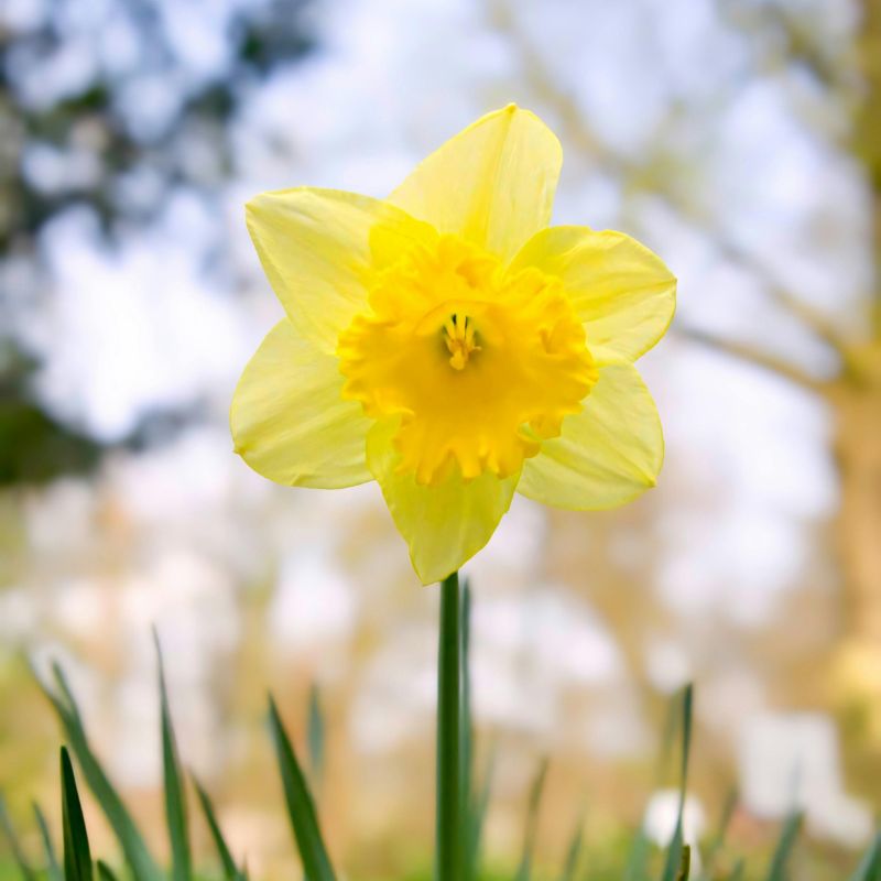 Allied Irish Bulbs Bulbs 12kg Mixed Daffodils & 50 Dwarf Bulbs Daffodil Bulb Collection