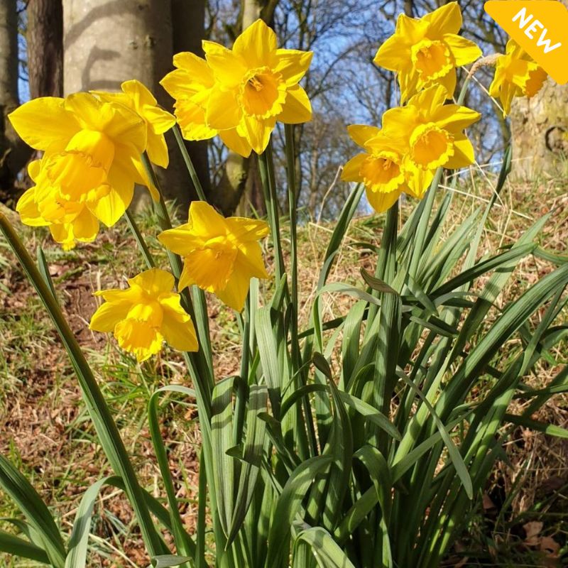 Allied Irish Bulbs Bulbs 12kg Mixed Daffodils & 50 Dwarf Bulbs Daffodil Bulb Collection