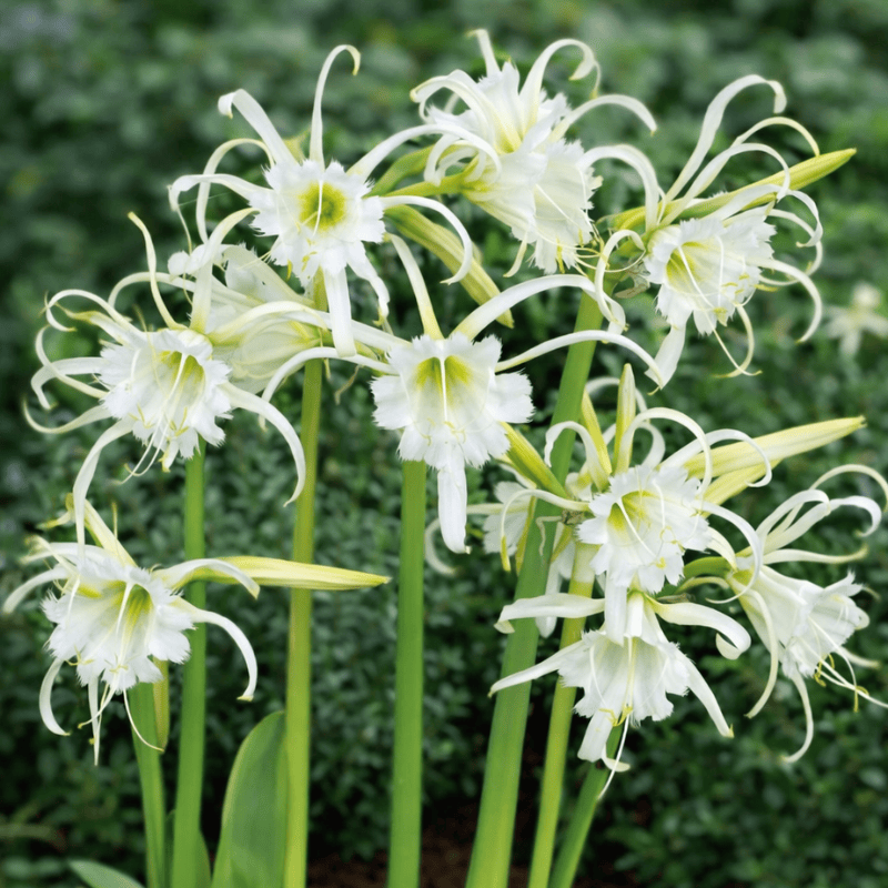 Allied Irish Bulbs Bulbs 2 Bulbs Hymenocallis Festalis | Peruvian Daffodil