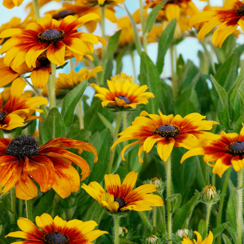 Allied Irish Bulbs Bulbs 2 Roots Rudbeckia | Black Eyed Susan 'Prairie Glow'