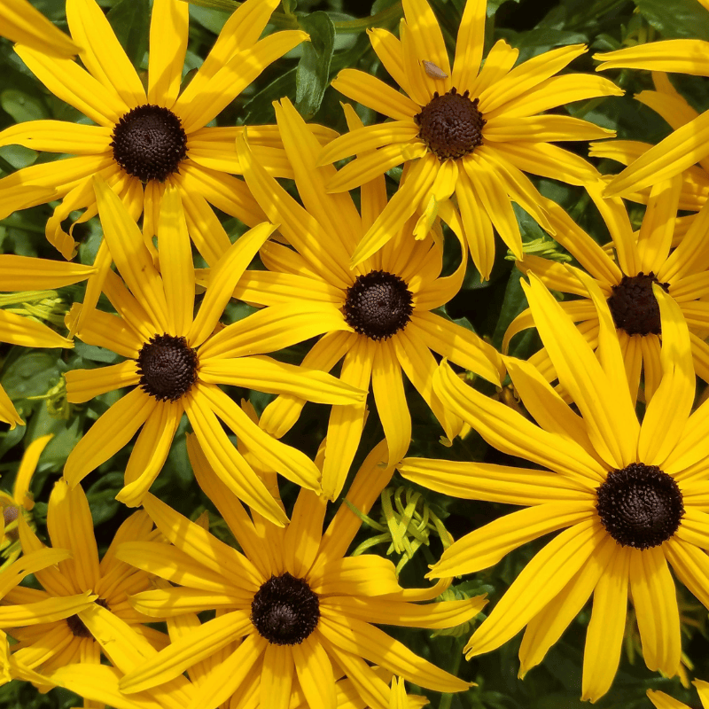 Allied Irish Bulbs Bulbs 2 Roots Rudbekia Goldsturm | Black Eyed Susan