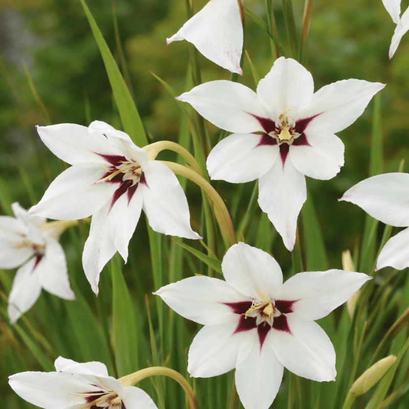 Allied Irish Bulbs Bulbs 20 corms Gladioli Callianthus Murielae | Peacock Orchid