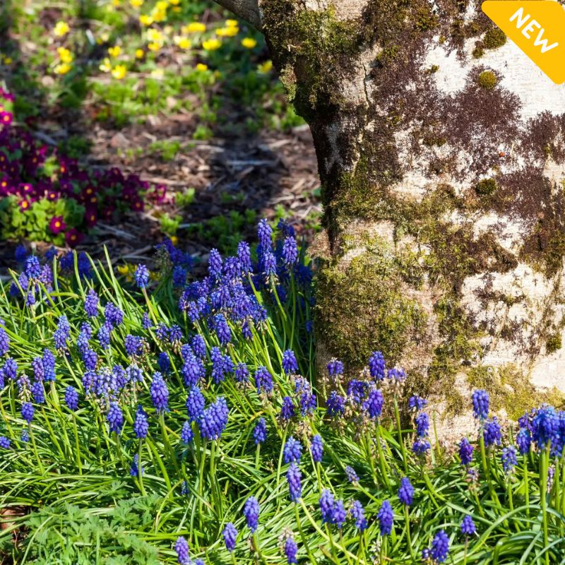 Allied Irish Bulbs Bulbs 200 Naturalistic Spring Bulb Collection