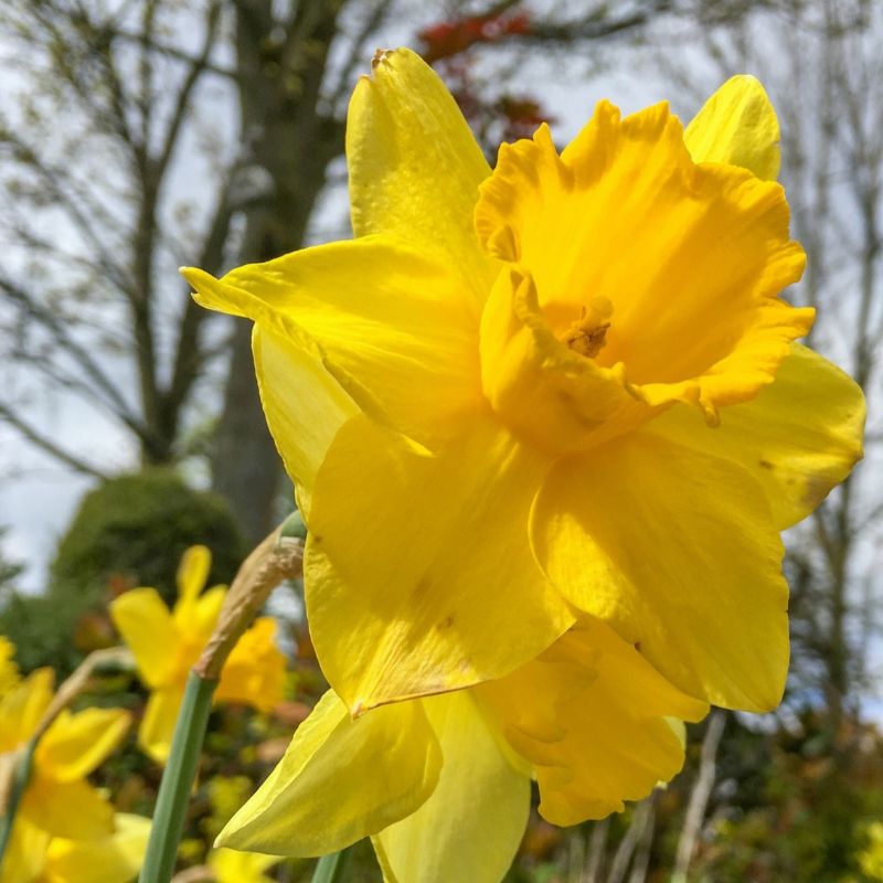 Allied Irish Bulbs Bulbs 3kg Yellow Trumpet Mix | Irish Produced Bulbs