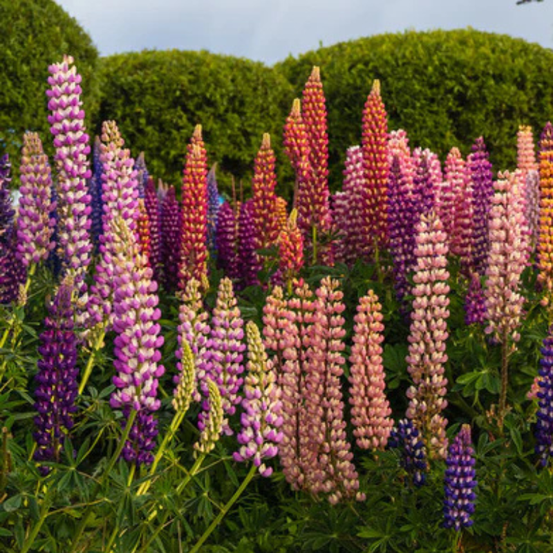 Spring & Summer Flowering Bulbs