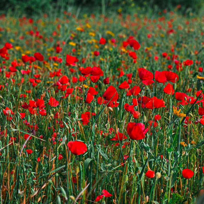 Allied Irish Bulbs Bulbs 5 Roots Papavar Orientale | Oriental Poppy