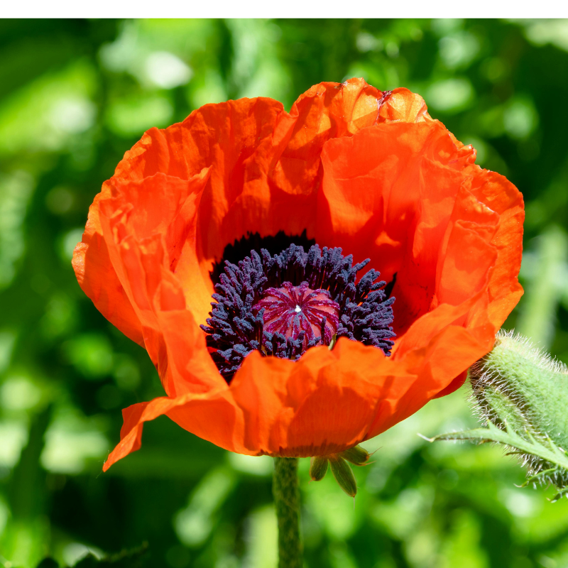 Allied Irish Bulbs Bulbs 5 Roots Papavar Orientale | Oriental Poppy 'Orange Glow'