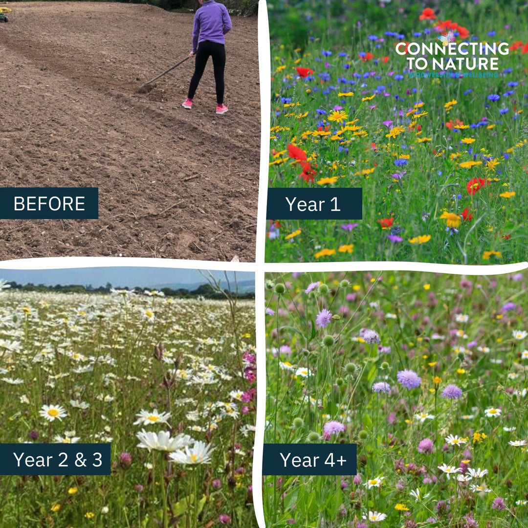 Blooming Native Wildflower Seed Butterfly and Bee Native Wildflower Seed Mix