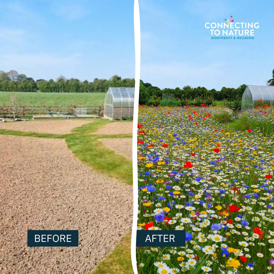 Blooming Native Wildflower Seed Cornfield Annuals Irish Native Wildflower Mix