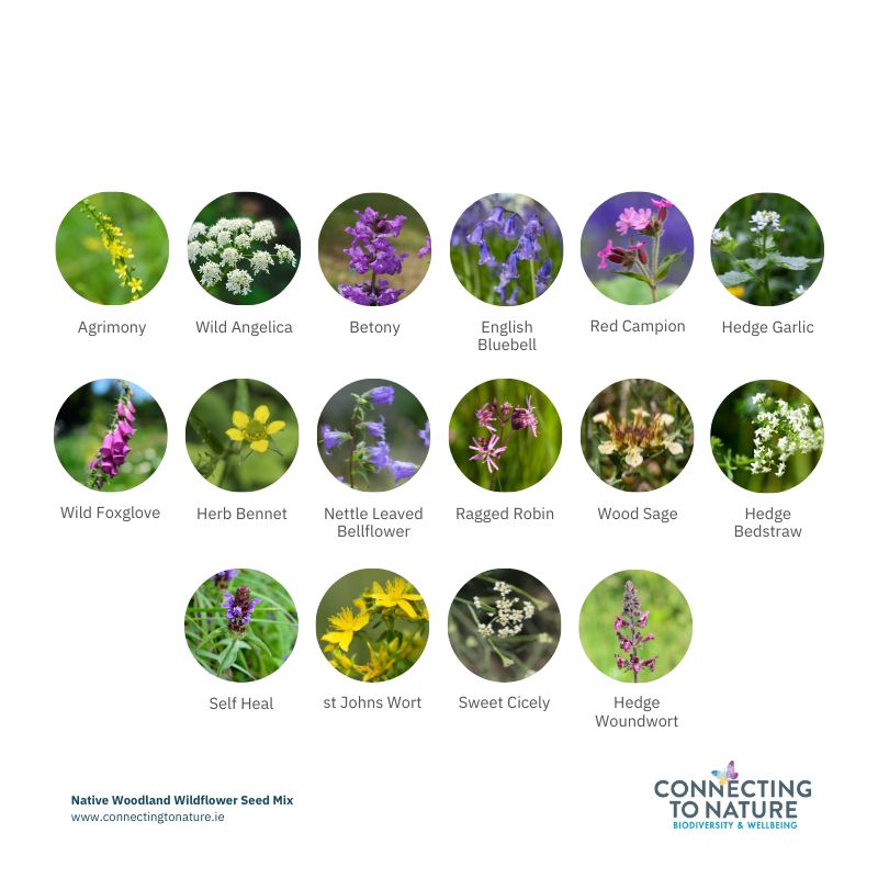 Native Wildflowers for Shaded Areas Wildflower Seed Ireland