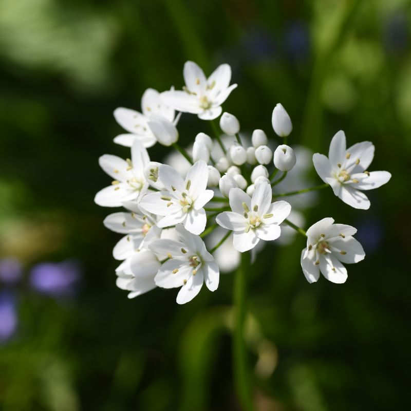 Connecting to Nature Bulbs 100 Allium Cowanii | Small Flowering Bulbs