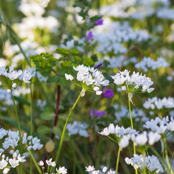 Connecting to Nature Bulbs 100 Allium Cowanii | Small Flowering Bulbs