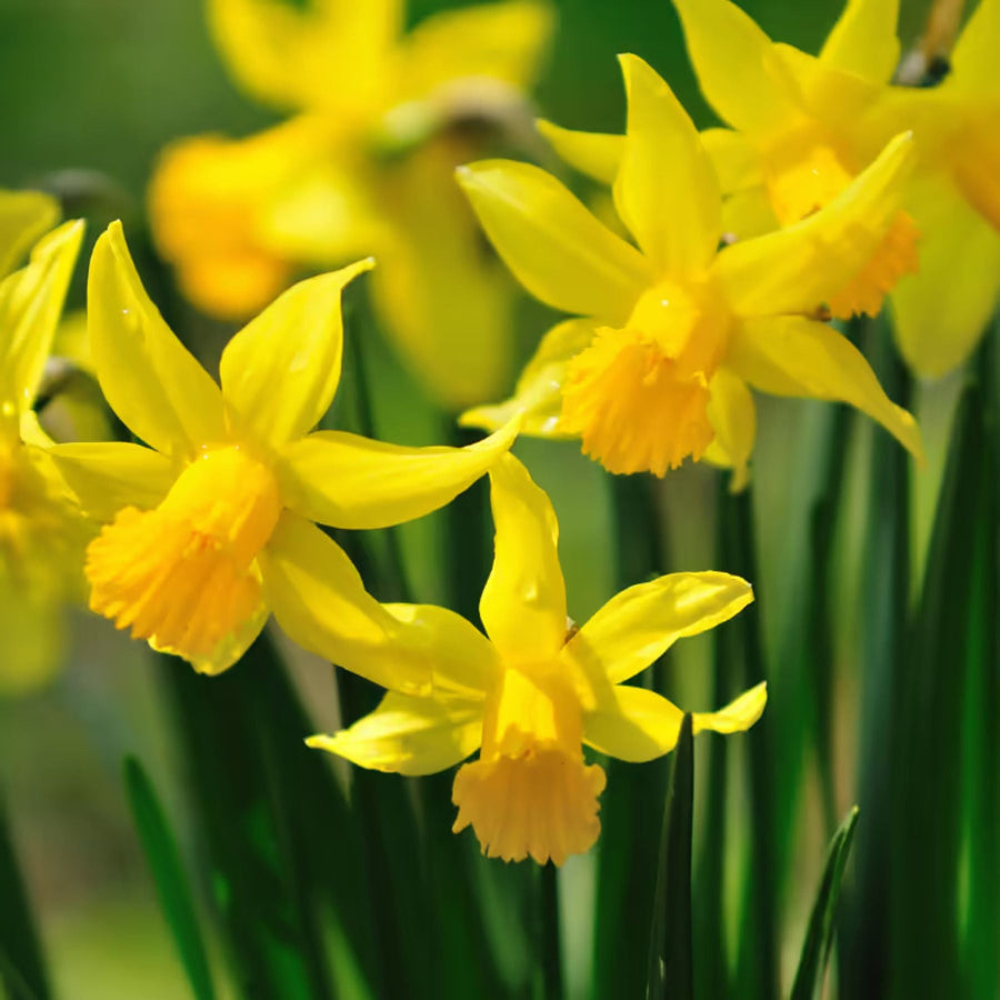 Connecting to Nature Bulbs 3kg Daffodil Dellan (early flowering) | Irish Produced Bulbs