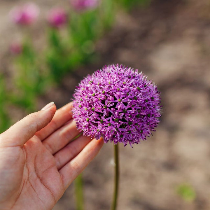 Connecting to Nature Bulbs Allium Gladiator Bulbs | Large Flowering