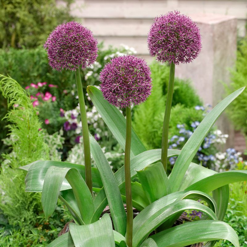 Connecting to Nature Bulbs Allium Ostara | Small Flowering Bulbs