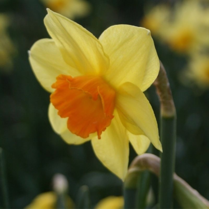 Connecting to Nature Bulbs Daffodil Carbineer | Irish Produced Bulbs