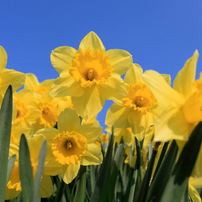 Connecting to Nature Bulbs Daffodil Magnificence - Irish Produced Bulbs