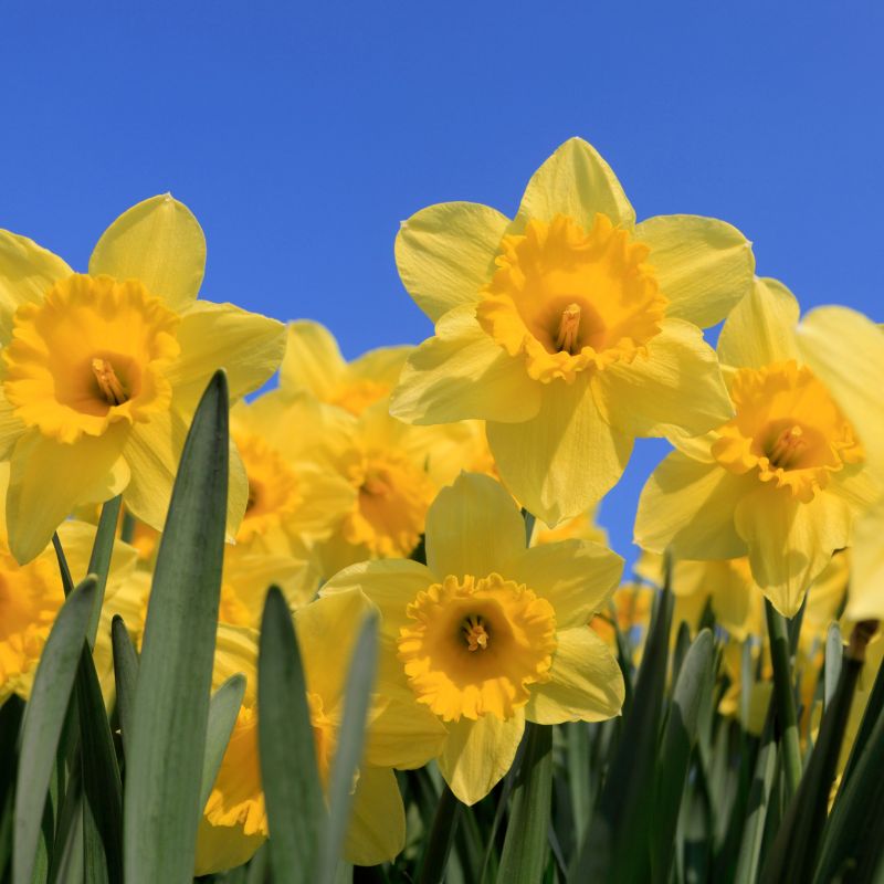 Connecting to Nature Bulbs Daffodil Magnificence - Irish Produced Bulbs