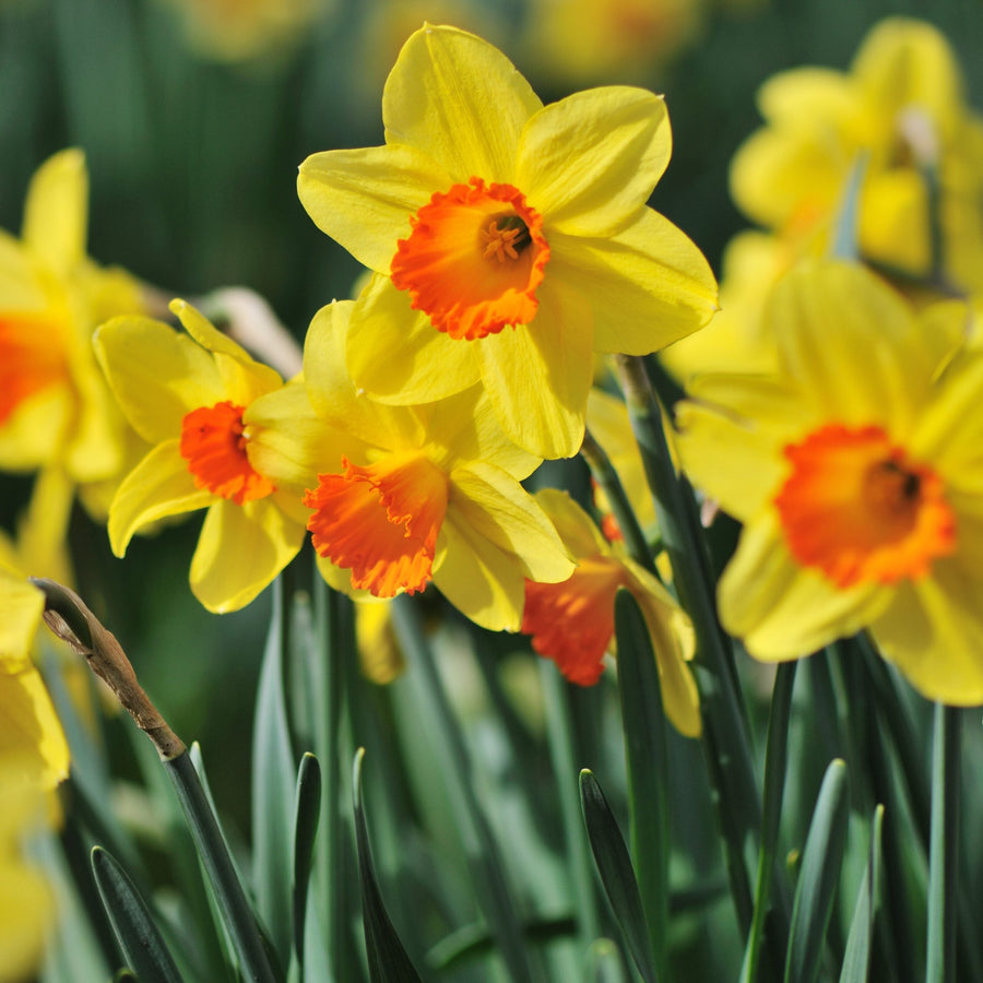 Connecting to Nature Bulbs Daffodil Red Devon