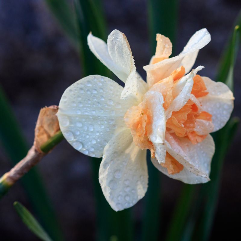 Connecting to Nature Bulbs Daffodil Split Corona 'Orangery' - Irish Produced Bulbs