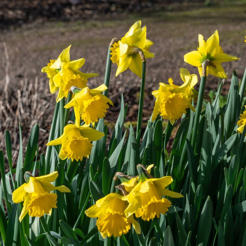 Connecting to Nature Bulbs Early Sensation Daffodil | Irish Produced Bulbs