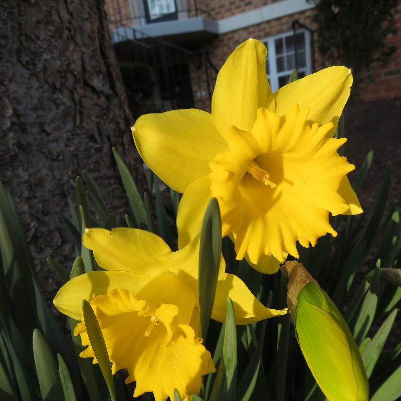 Connecting to Nature Bulbs Early Sensation Daffodil | Irish Produced Bulbs