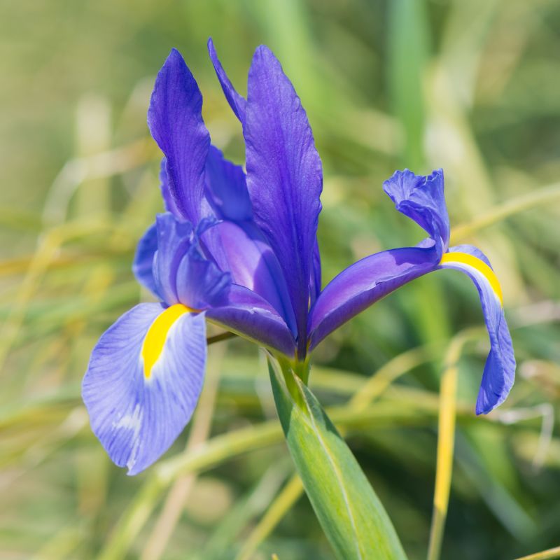 Connecting to Nature Bulbs Iris Hollandica | Blue Magic Bulbs