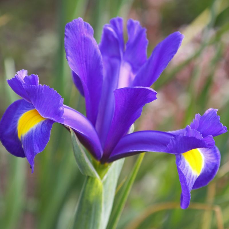 Connecting to Nature Bulbs Iris Hollandica | Blue Magic Bulbs