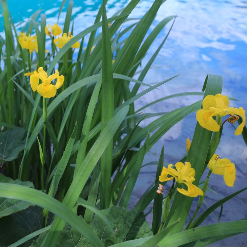 Connecting to Nature Bulbs Iris Hollandica | Strongold Bulbs