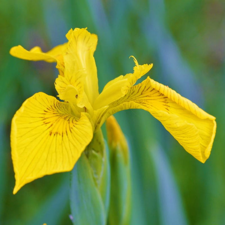 Connecting to Nature Bulbs Iris Hollandica | Strongold Bulbs