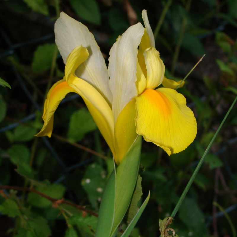 Connecting to Nature Bulbs Iris Hollandica | Strongold Bulbs