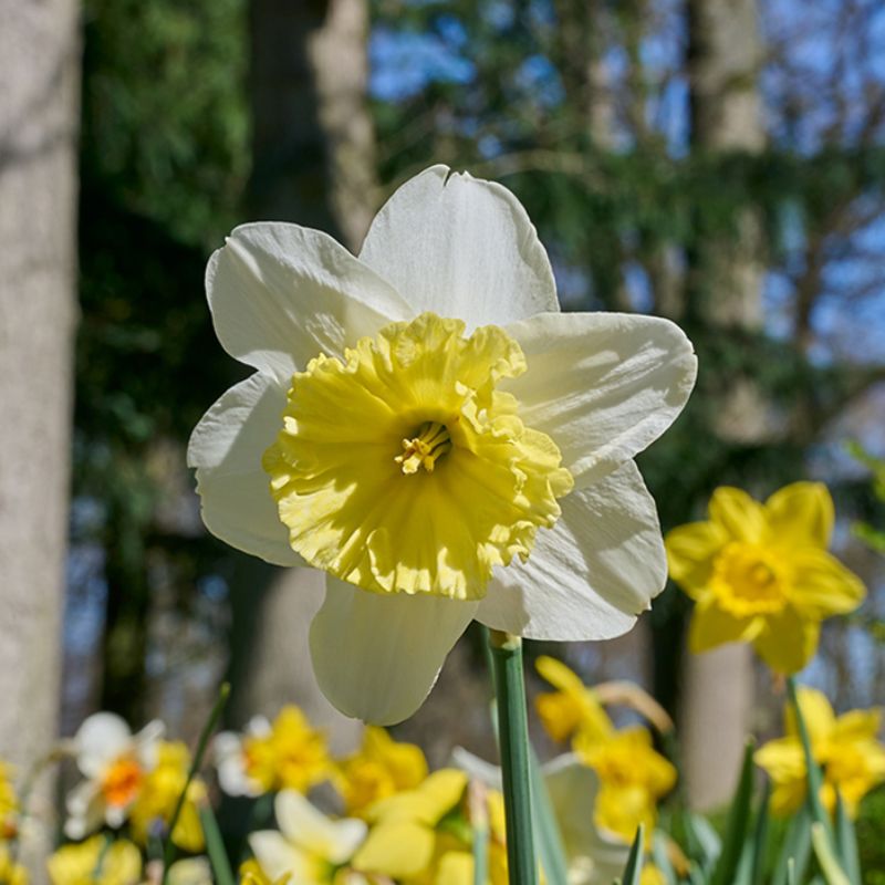 Connecting to Nature Bulbs Irish Mist Daffodil | Irish Produced Bulbs