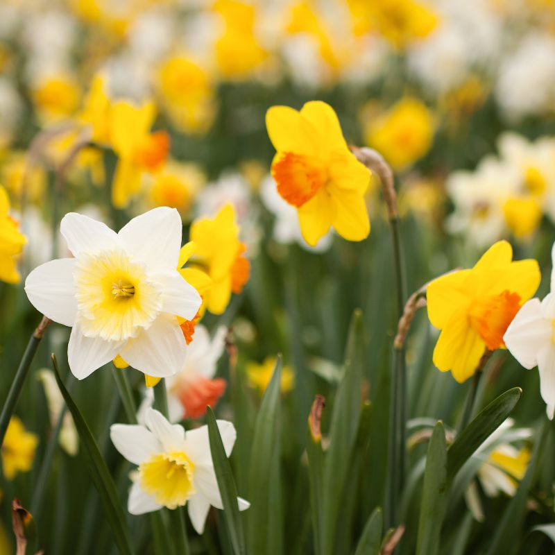 Connecting to Nature Bulbs Mixed Daffodils | Irish Produced Bulbs