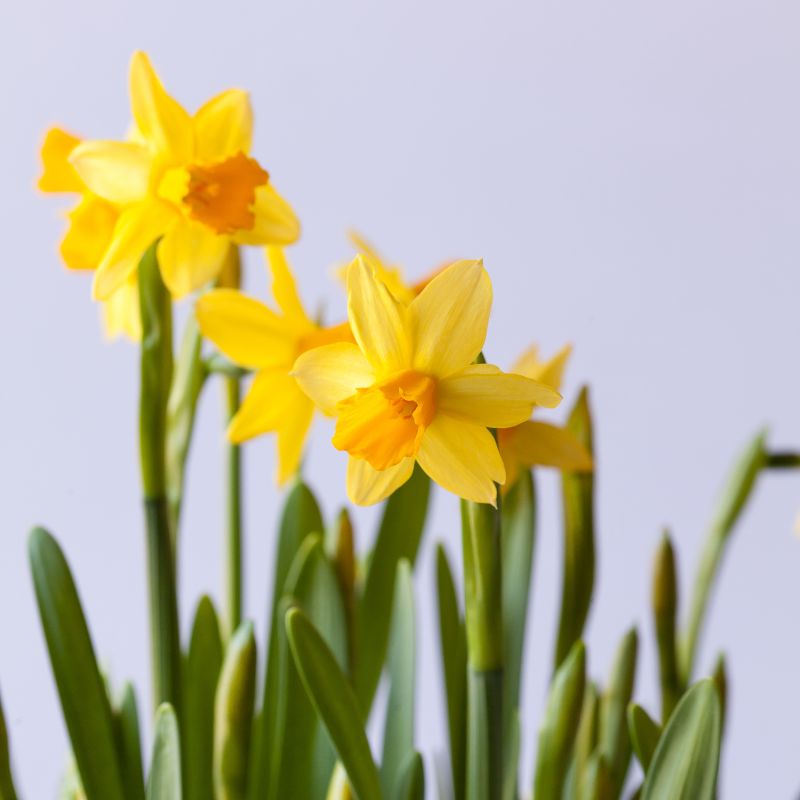 Connecting to Nature Bulbs Narcissus 'Tete-a-Tete' Dwarf Daffodil | Irish Produced Bulbs