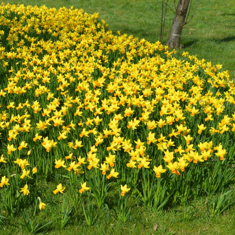 Connecting to Nature Bulbs Narcissus 'Tete-a-Tete' Dwarf Daffodil | Irish Produced Bulbs