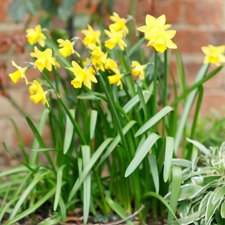 Connecting to Nature Bulbs Narcissus 'Tete-a-Tete' Dwarf Daffodil | Irish Produced Bulbs