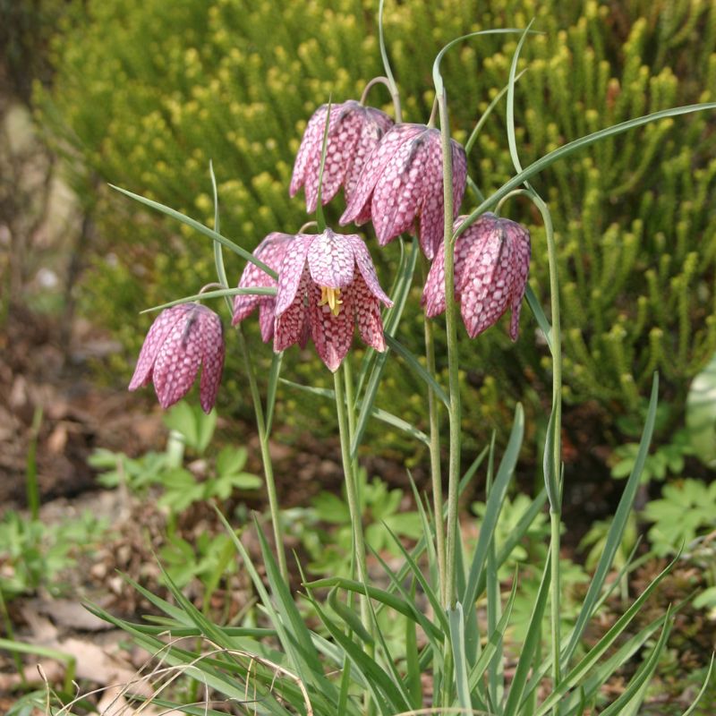 Connecting to Nature Bulbs Snakes Head fritilliary - Fritillaria mealagris