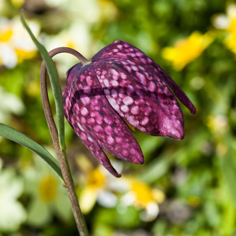 Connecting to Nature Bulbs Snakes Head fritilliary - Fritillaria mealagris