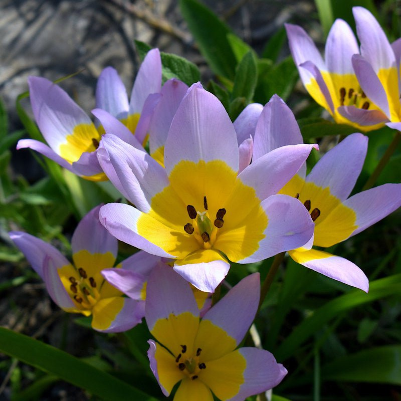 Connecting to Nature Bulbs Tulip Saxatalis | Candia tulip
