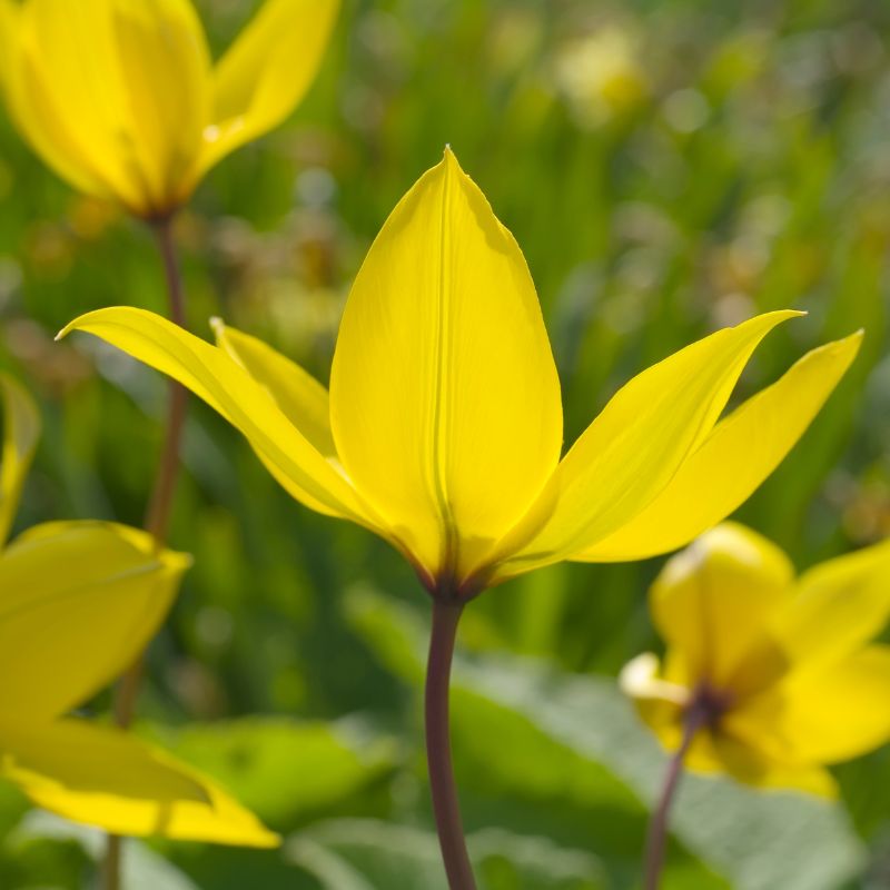 Connecting to Nature Bulbs Wild Tulip Sylvestris |